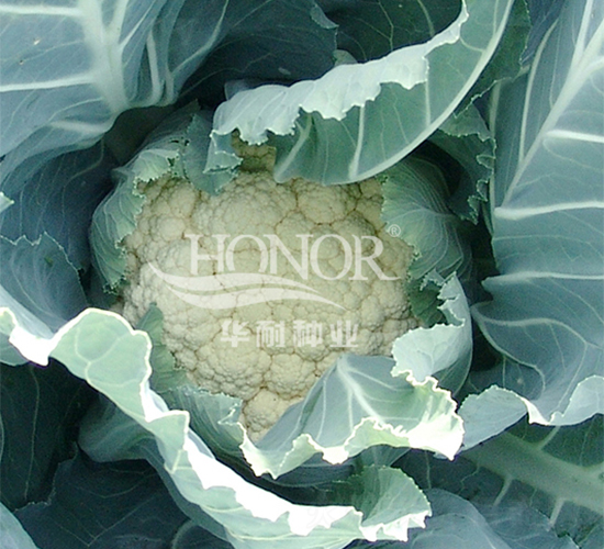 ѩ�P(p��n)-���˷N��-�A�ͷN�I(y��)