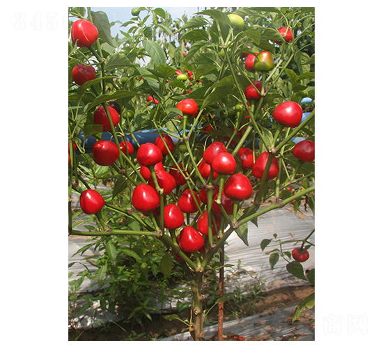 �A�齷1̖-��ݮ���N��-�����N�I(y��)