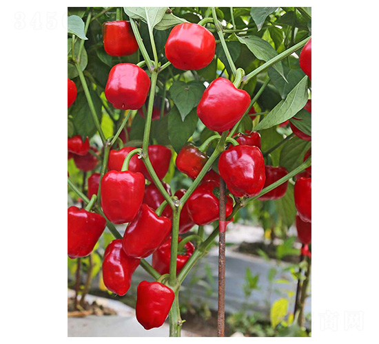 �����t���\-��ݮ���N��-�����N�I(y��)