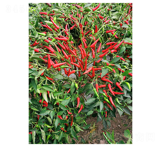 ����485-���콷�N��-�����N�I(y��)