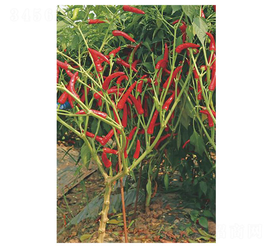 ����483-���콷�N��-�����N�I(y��)