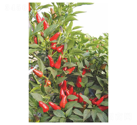 ����187-���콷�N��-�����N�I(y��)