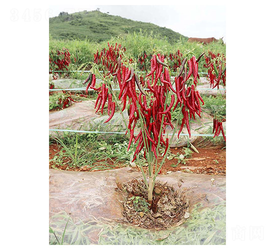 ���ؽ�1̖-���ؽ��N��-�����N�I(y��)