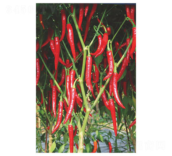 ���ؽ�2̖-���ؽ��N��-�����N�I(y��)