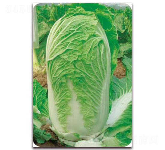 ���ݰ�̖-�ײ˷N��-�����o(j��)