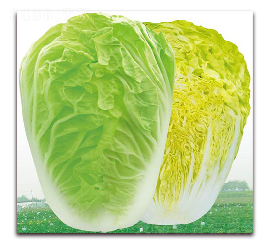 �S����5̖(h��o)-�ײ˷N��-�����o(j��)