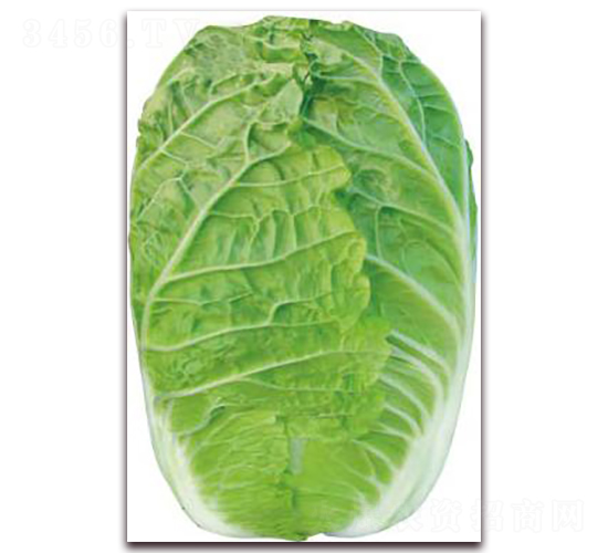 �Č�-�ײ˷N��-�����o