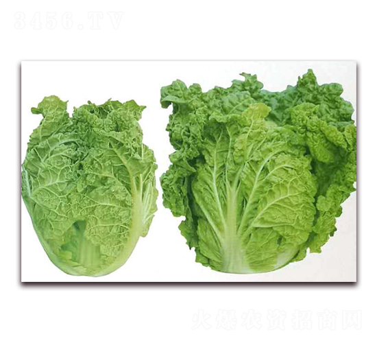 ����55-�ײ˷N��-�����o