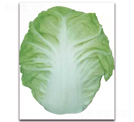 ��{С��-�ײ˷N��-�����o