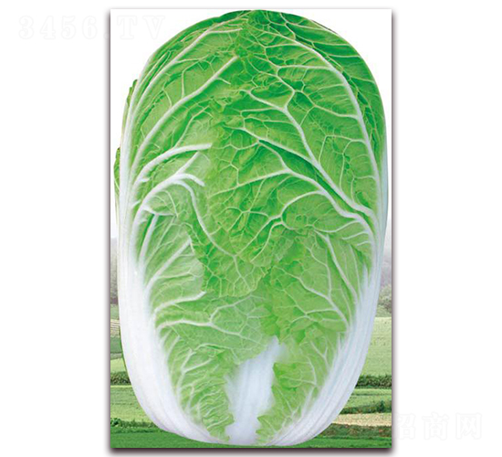 ��������-�ײ˷N��-�����o(j��)