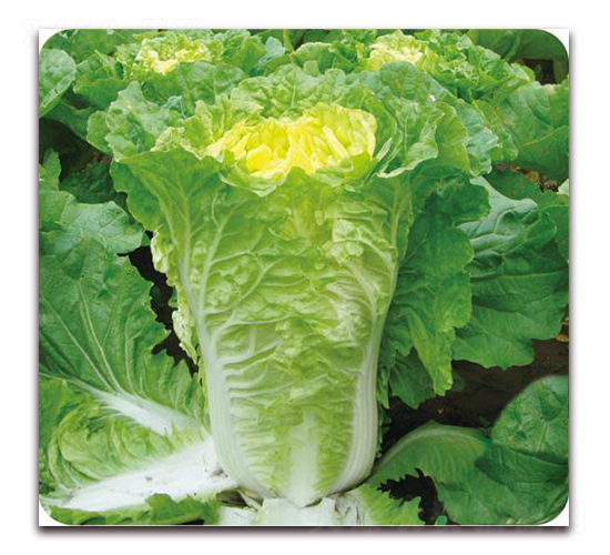 ��{����-�ײ˷N��-�����o(j��)