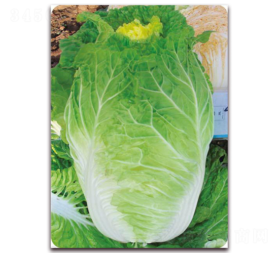 �������-�ײ˷N��-�����o