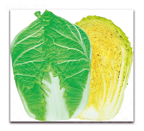 ��{�ʹ�-�ײ˷N��-�����o(j��)