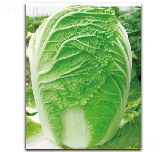 ��ó�-�ײ˷N��-�����o(j��)