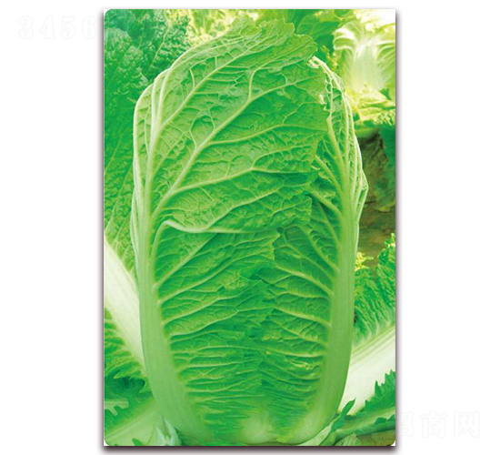 ��{��̖(h��o)-�ײ˷N��-�����o(j��)