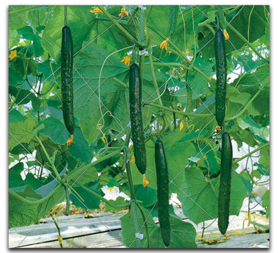 �Ϻ���̖-�S�ϷN��-�r(n��ng)����