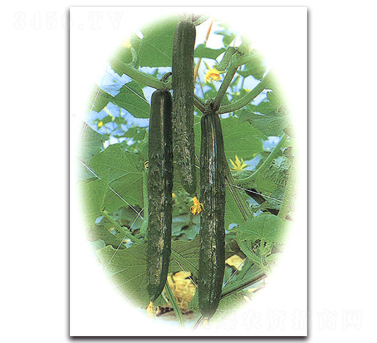 �Gʒ��̖-�S�ϷN��-�r(n��ng)����