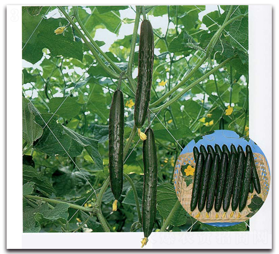 ����-�S�ϷN��-�r(n��ng)����