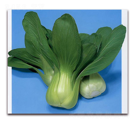 �ĵ�-�๣�˷N��-�r����