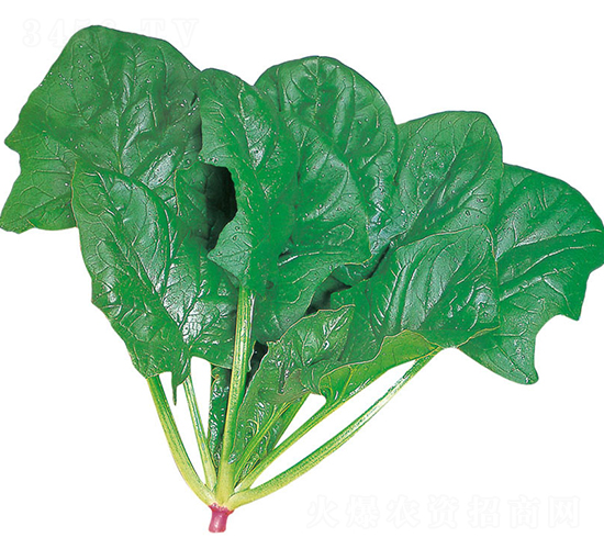 ����-���˷N��-�r(n��ng)����