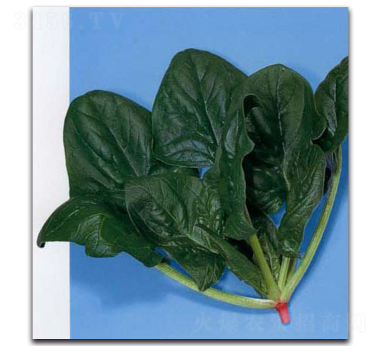 ���S-���˷N��-�r(n��ng)����