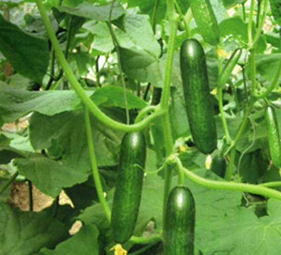 �W��-�S�ϷN��-���N