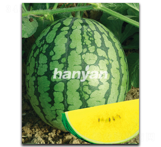 �h����̖-���ϷN��-�h��