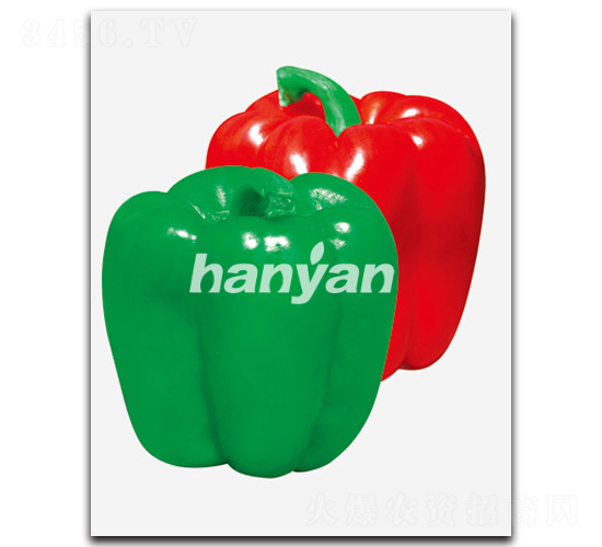 �h�Ƕ�̖-�𽷷N��-�h��