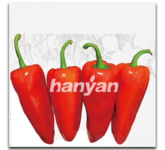 �h�Tһ̖-�𽷷N��-�h��