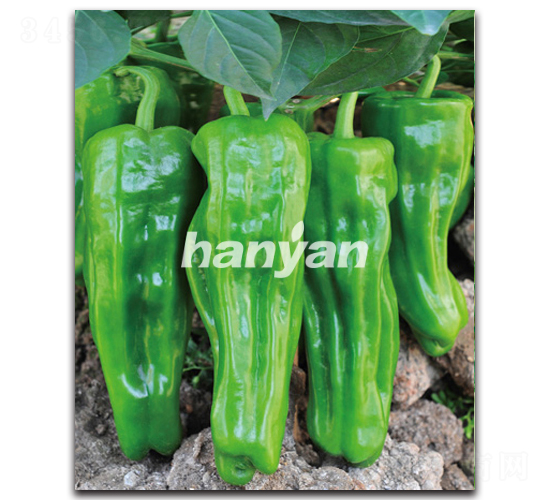 �h����̖(h��o)-�����N��-�h��