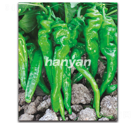 �h��һ̖-�����N��-�h��