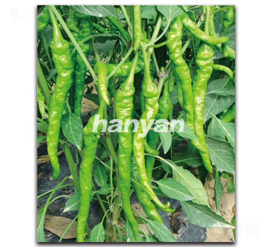 �h��һ̖-�����N��-�h��