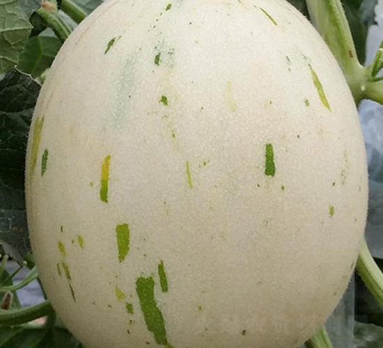 ����-��ϷN��-���N