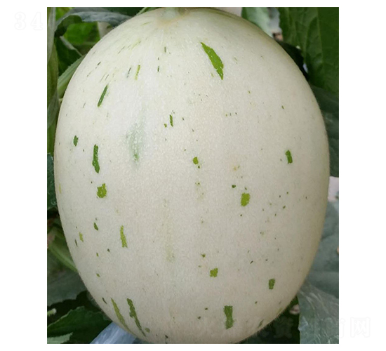 ����-��ϷN��-���N