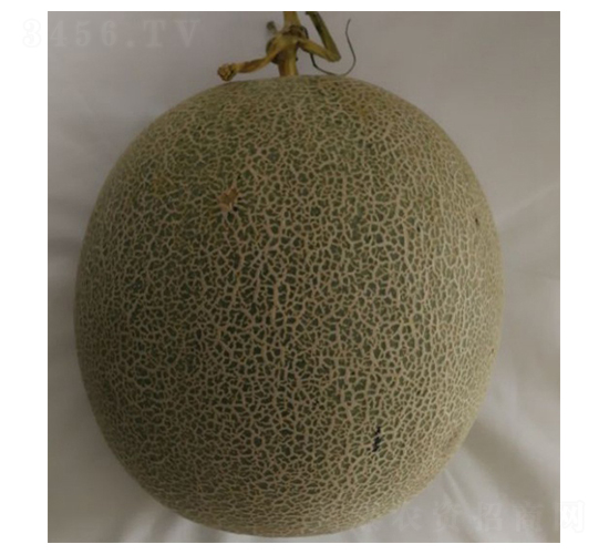 ����-��ϷN��-���N