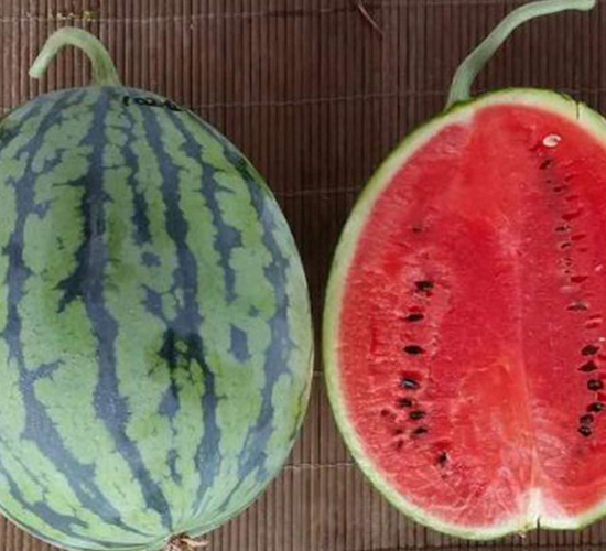 �t����-���ϷN��-���N