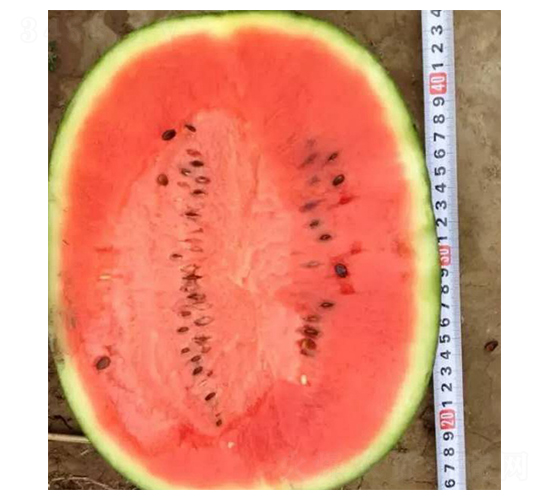 ����-���ϷN��-���N