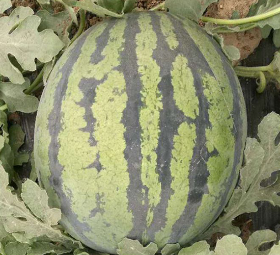 ��ɯ-���ϷN��-���N