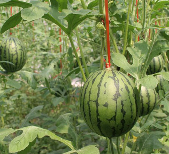 ϲ��-���ϷN��-���N