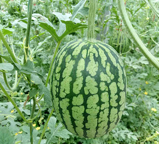 ϲ��-���ϷN��-���N