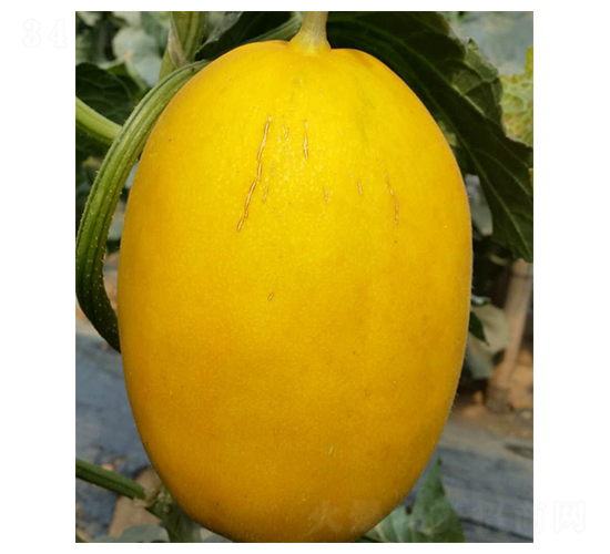 ��ʢ-��ϷN��-���N