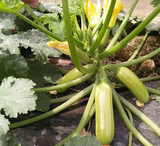 ���vɽ��-�����J�N��-���N