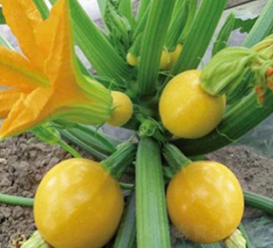 ��ɫ�����J-�����J�N��-���N