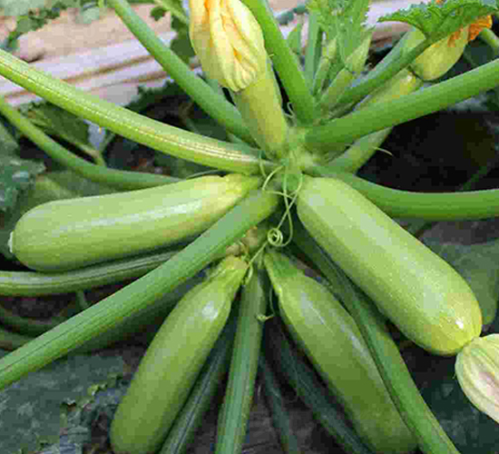 ����1̖(h��o)-�����J�N��-���N