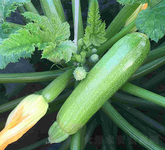 ���vɽ��2̖(h��o)-�����J�N��-���N