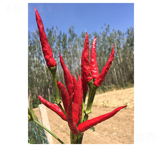 �t��2̖-���콷�N��-���N