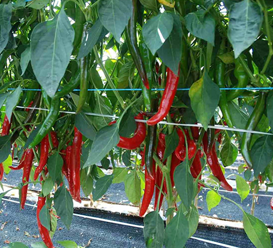 ����������̖(h��o)-�����N��-���N