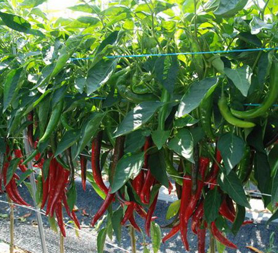 �t��-�����N��-���N