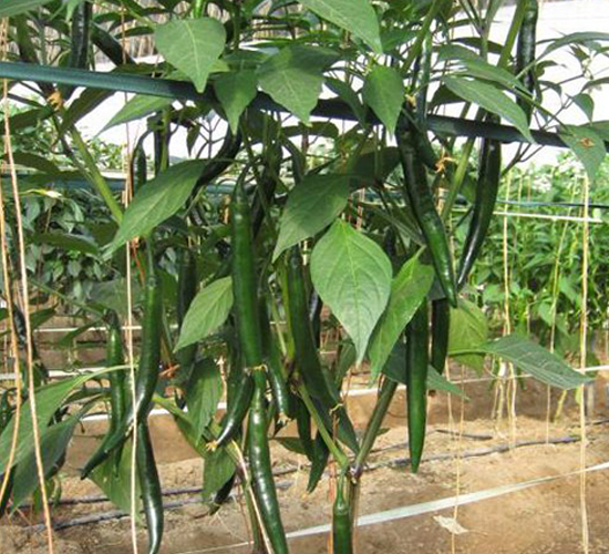 �t����-�����N��-���N