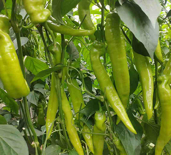 �n��-�����N��-���N